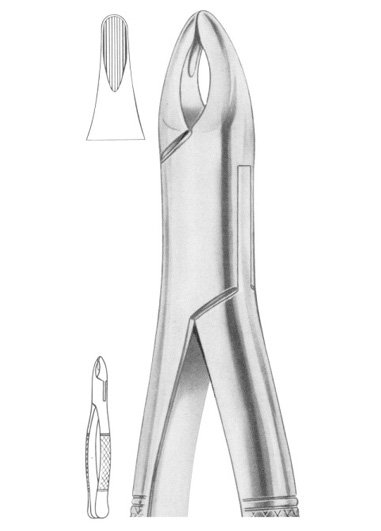 Fig. 201 upper incisors, canines, premolars
