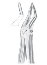 Fig. 51S upper roots for children